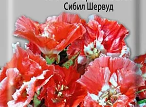 семена Годеция крупноцветковая Сибил Шервуд
